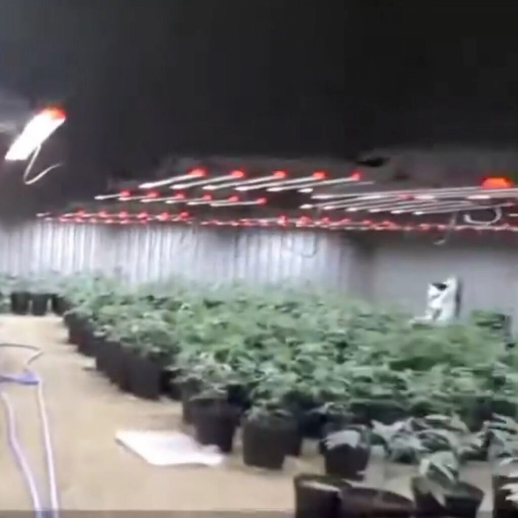 maconha